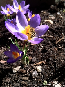 Bloom flower purple photo