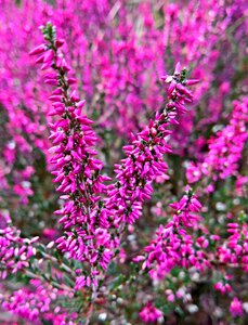 Violet dark pink heather blossoms