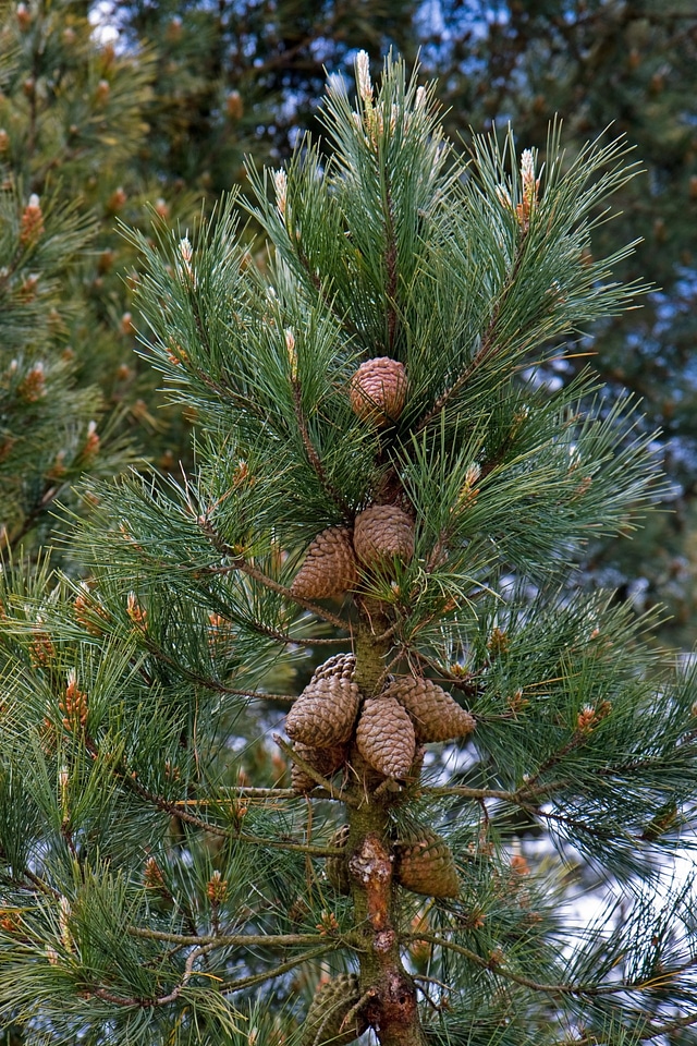 Tree large close-up