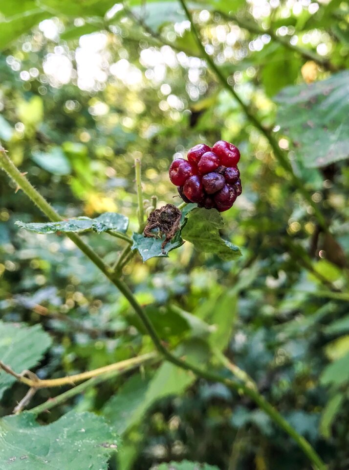 Bush black berries elder