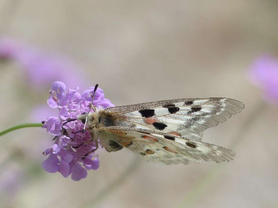 Parnassius apollo threatened strictly protected