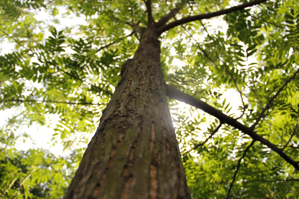 Canopy trunk look up