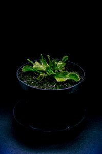 Plant dark the carnivora