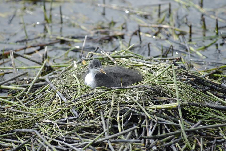 Nature lake bird