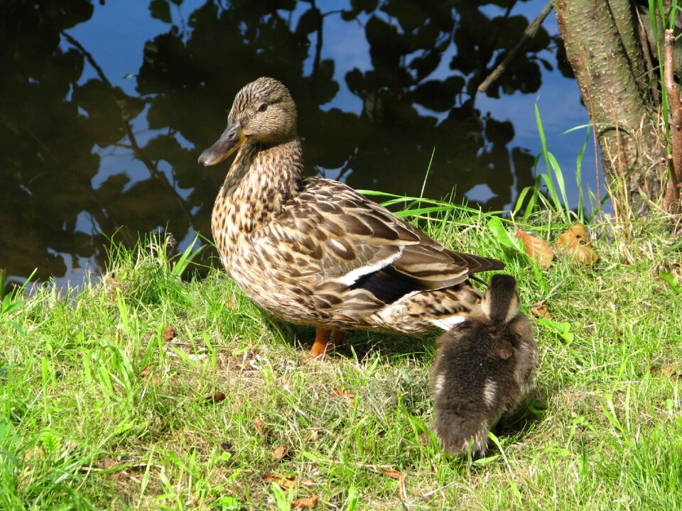 Pond water brown