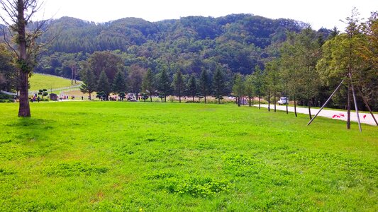 Park grass walk