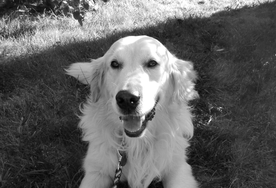 Photo black white domestic animal golden