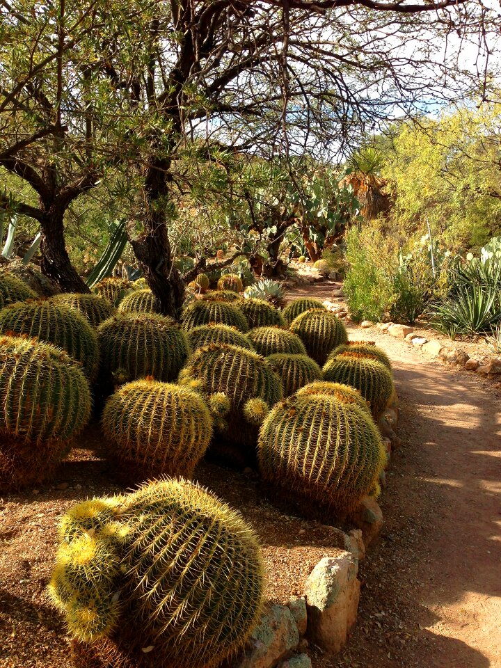 Cacti cactus desert