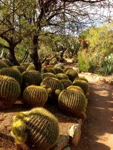 Cacti cactus desert