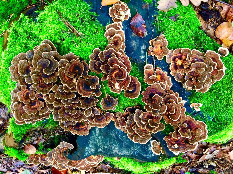 Wild closeup autumn weather