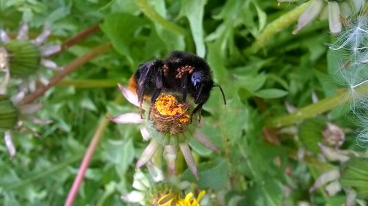 Nature insects pollination