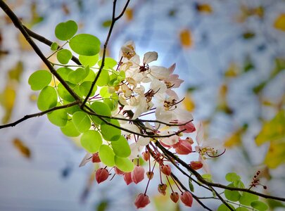 Flowers autumn leaves nature photo