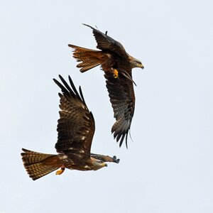 Two bird sky photo