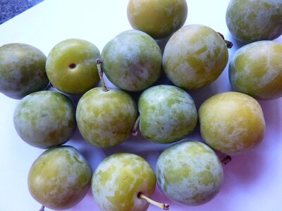 Summer food harvest