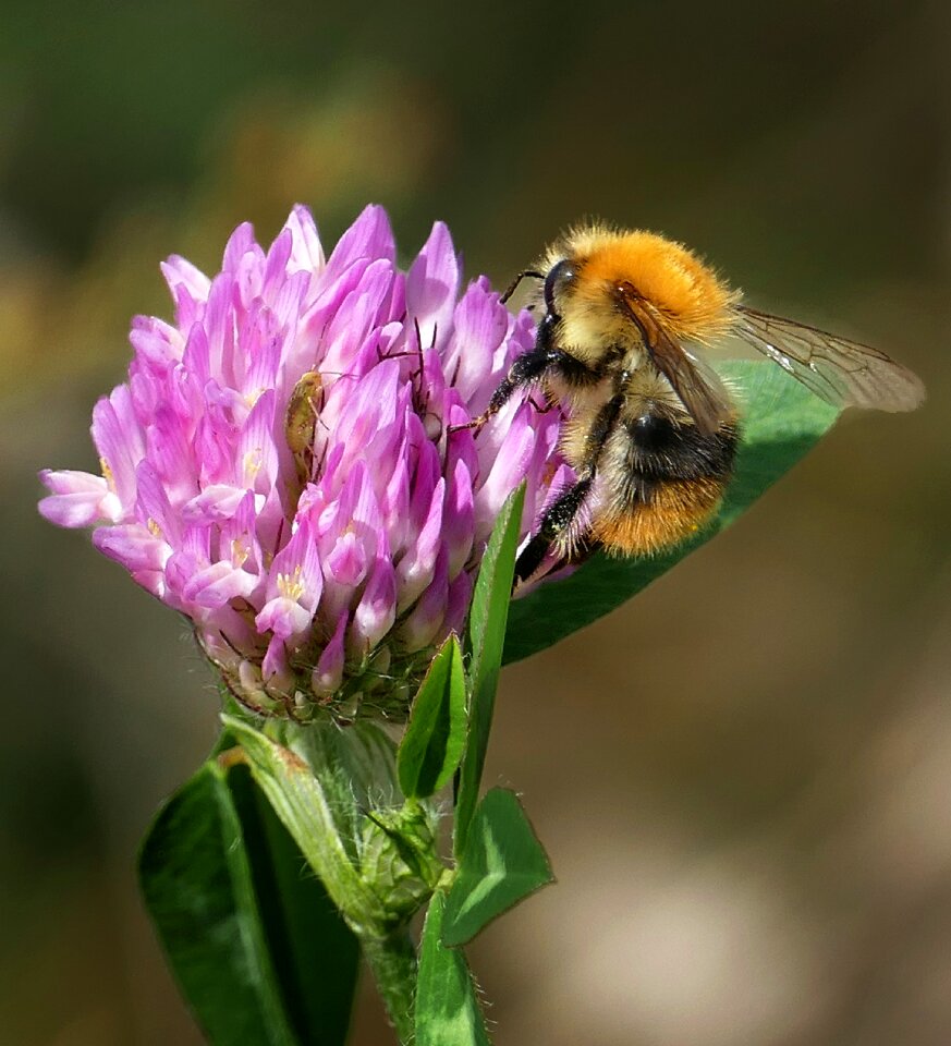 Purple insect field