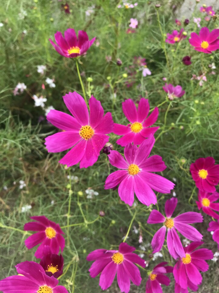 Landscape nature flowers