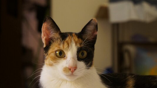 Color domestic animals feline