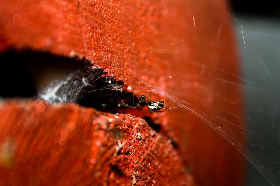 Cottage summer bug