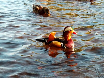 Beautiful duck bird