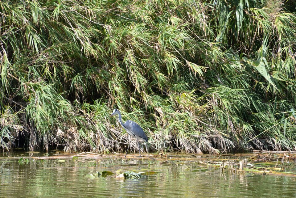 Nature albufera heron