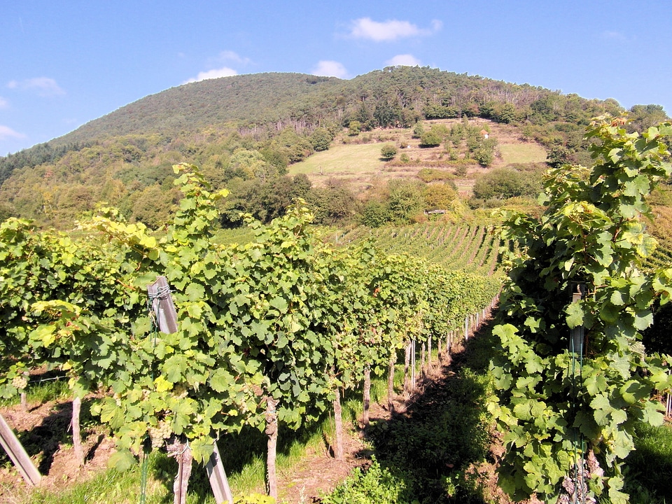 Vintage wine harvest grapes