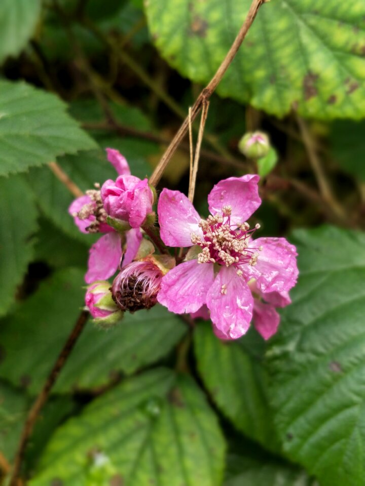 Red blackberry forest