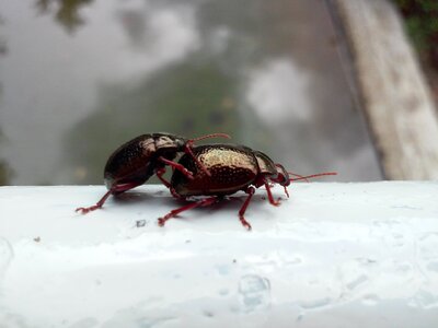 Beetle black beetle arthropod