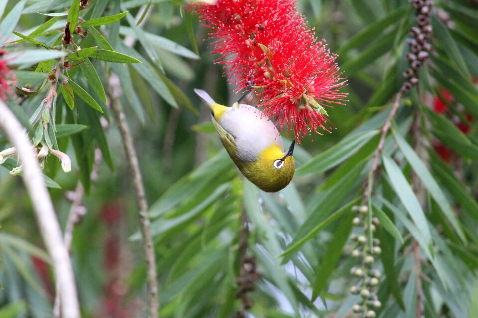 Garden animal