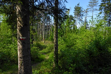 Trail forest spring