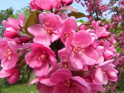 Spring blossom pink