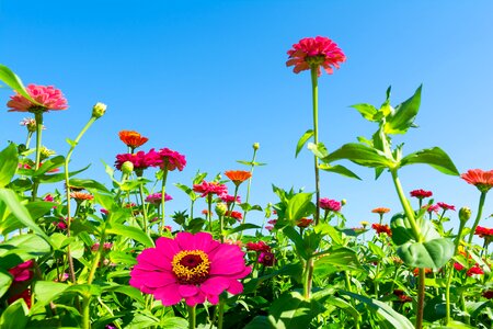 Blue sky pink red
