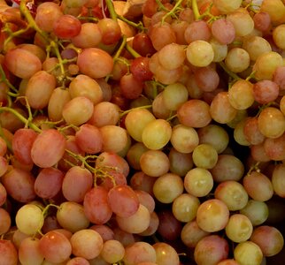 Green vine green grapes