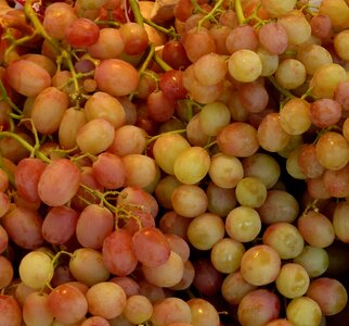 Green vine green grapes photo