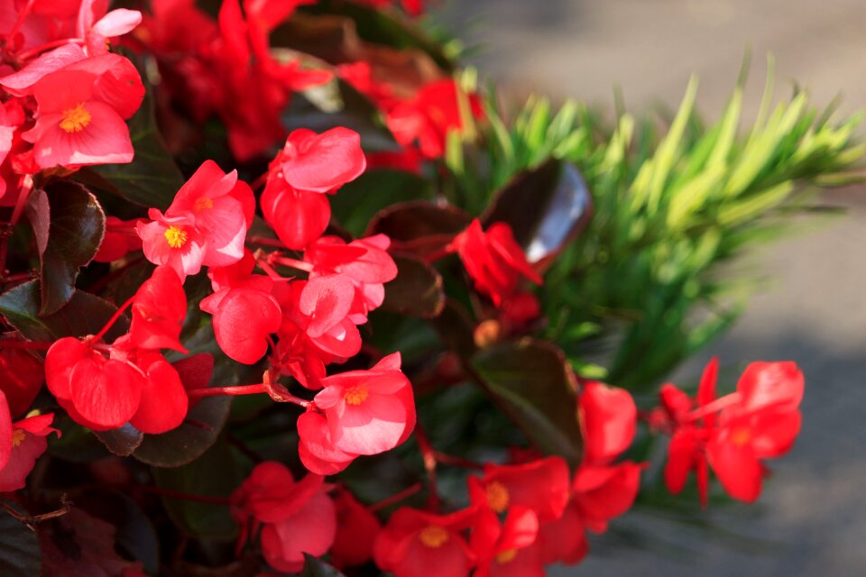 Qiangling shan park the scenery flower