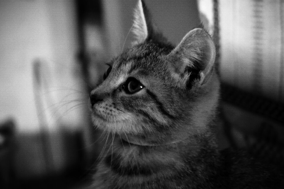 White cat black and white