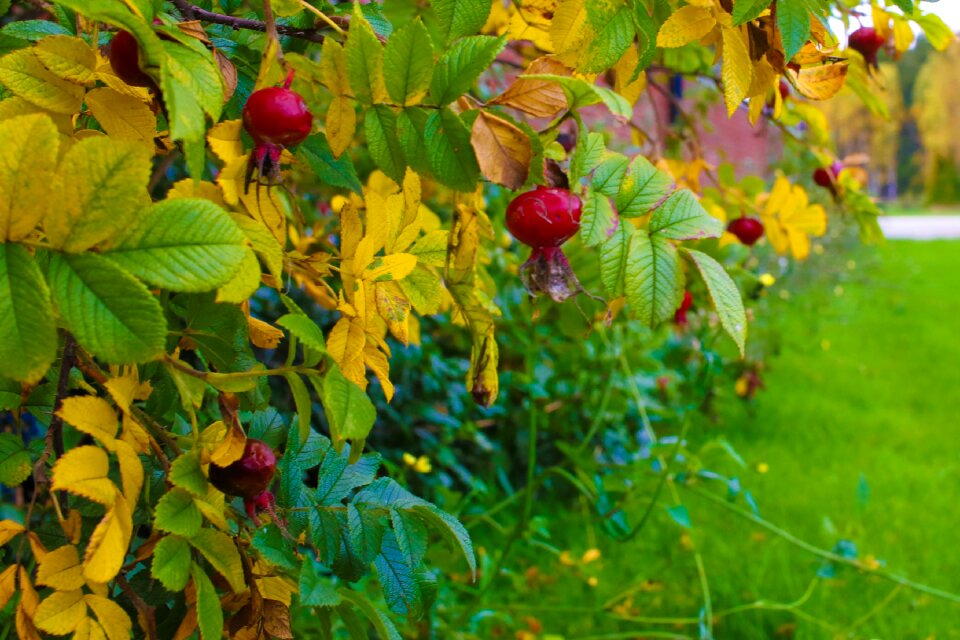 Fall nature