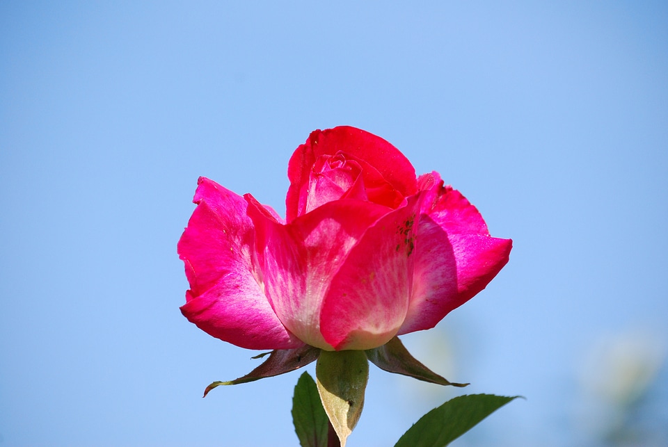 Fragrance flora blue rose