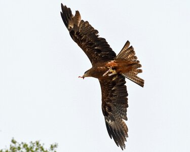 Bird sky eat