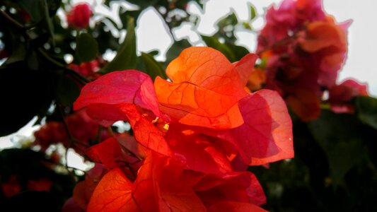 Bright colors leafs photo