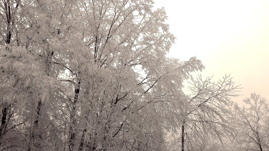 Winter hoarfrost frozen
