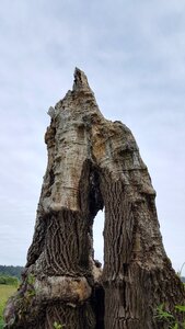 Trees tree stump environment