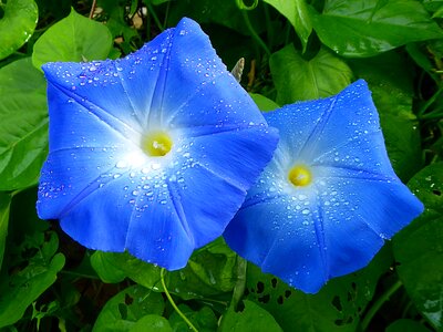 Blue morning glory summer