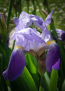 Iridaceae dark purple violet photo
