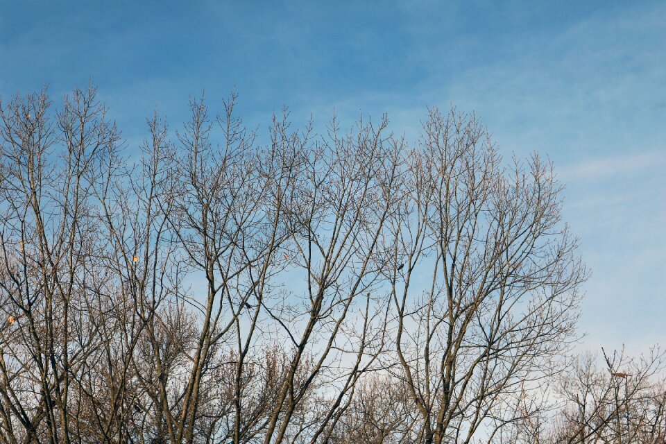 Bird landscape blue