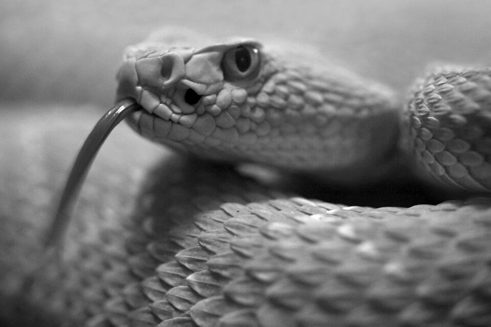 Animal world reptile black white