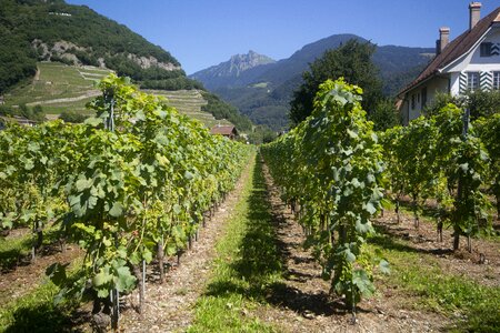 Fruit vineyard agriculture