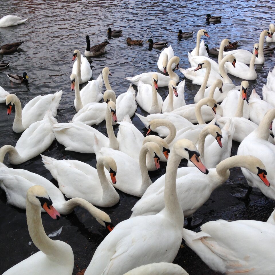 Water river thames bird