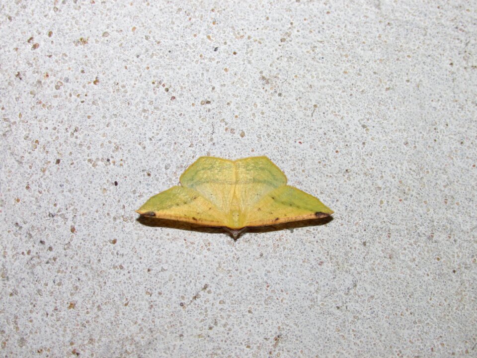 Moth yellow moth small lepidótera