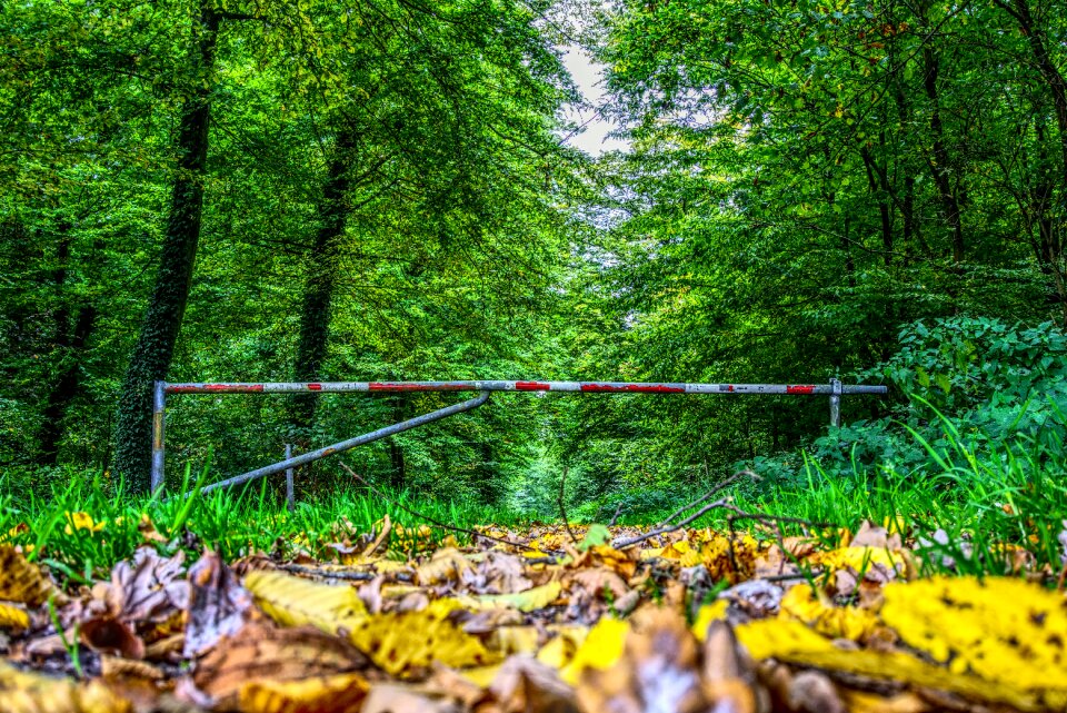 To closed forest