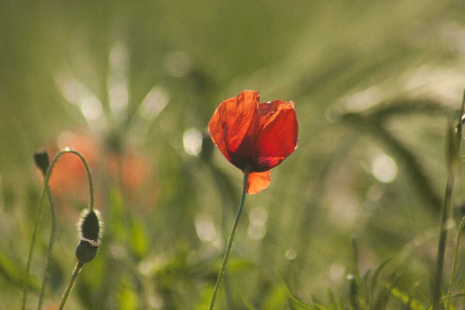 Red spring nature